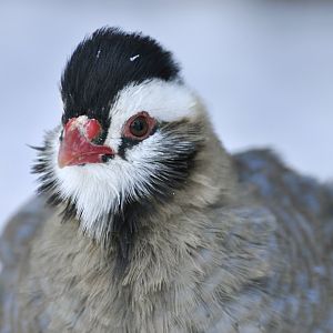 Arabian partridge (Alectoris melanocephala)