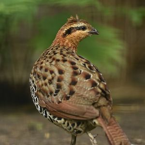 Mountain bamboo partridge (Bambusicola fytchii)