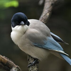 Azure-winged Magpie (Cyanopica cyanus )