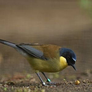 Blue-crowned Laughingthrush (Garrulax courtoisi)