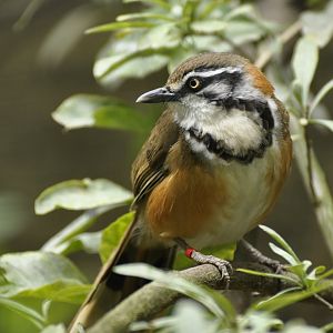 Lesser necklaced laughingthrush (Garrulax monileger)