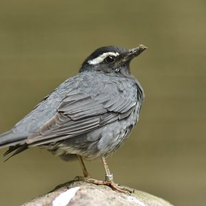 Siberian thrush (Geokichla sibirica)