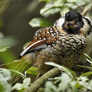 Spotted laughingthrush (Ianthocincla ocellata)