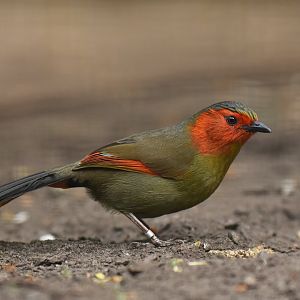 Red-faced liocichla (Liocichla phoenicea)
