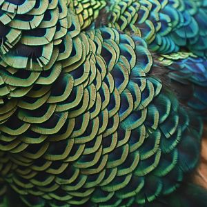 Javanese Green Peafowl  (Pavo muticus muticus)