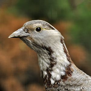 Himalayan snowcock (Tetraogallus himalayensis)