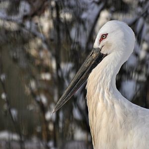 Oriental stork (Ciconia boyciana)