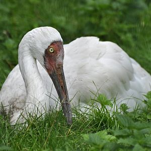 Siberian crane Leucogeranus leucogeranus
