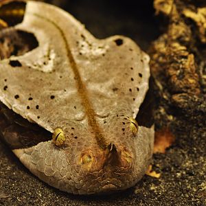 Western Gaboon viper (Bitis rhinoceros)