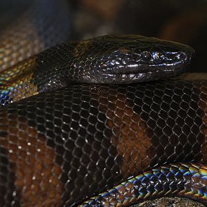 Bismarck ringed python (Bothrochilus boa)