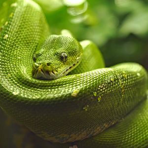 Green tree python (Morelia viridis)