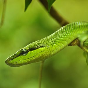 Red-tailed green ratsnake (Gonyosoma oxycephalum)