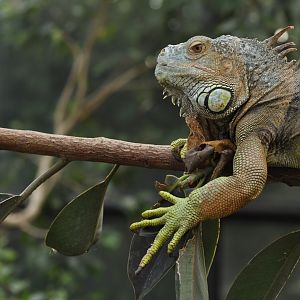 green iguana (Iguana iguana)