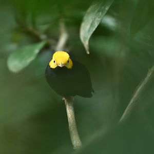 Golden-headed manakin( Ceratopipra erythrocephala)
