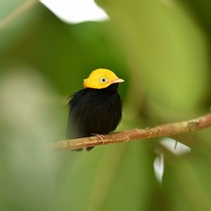 Golden-headed manakin (Ceratopipra erythrocephala)
