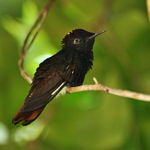 Ruby-topaz hummingbird (Chrysolampis mosquitus)