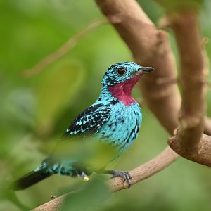 Spangled cotinga (Cotinga cayana)