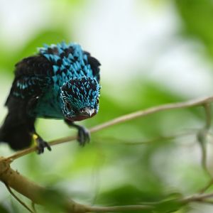 Spangled cotinga (Cotinga cayana)