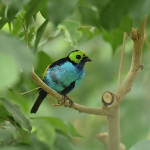 Paradise tanager (Tangara chilensis paradisea)