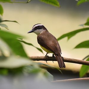 Lesser Kiskadee flycatcher