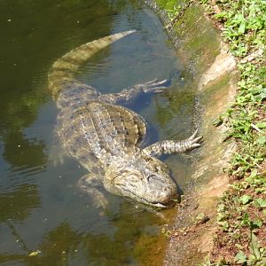 Broad-snouted-caiman - Zoo bosque Guarani, Foz do Iguaçu