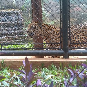 Jaguar exhibit - Zoo bosque Guarani, Foz do Iguaçu