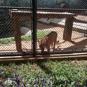 Jaguar exhibit - Zoo bosque Guarani, Foz do Iguaçu