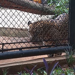 Jaguar - Zoo bosque Guarani, Foz do Iguaçu