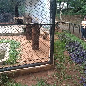 Jaguar exhibit - Zoo bosque Guarani, Foz do Iguaçu