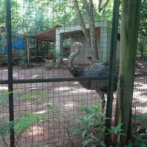 Greater rhea exhibit - Zoo bosque guarani, Foz do Iguaçu
