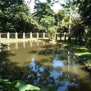 Broad-snouted-caiman exhibit - Zoo bosque guarani, Foz do Iguaçu
