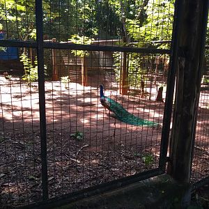 Peacock exhibit - Zoo bosque guarani, Foz do Iguaçu