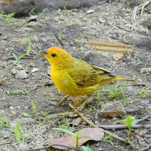 Saffron finch - Serra do cipó, Brazil