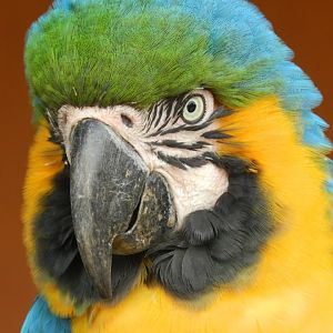 Blue-and-yellow-macaw - Serra do cipó, Brazil