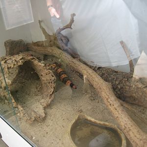 Nordsjællands Fuglepark - Gila monster exhibit