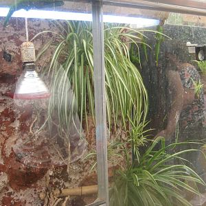 Nordsjællands Fuglepark - Gecko exhibit