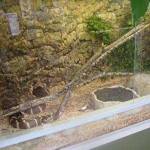 Nordsjællands Fuglepark - King snake exhibit