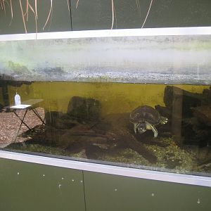 Nordsjællands Fuglepark - Turtle exhibit