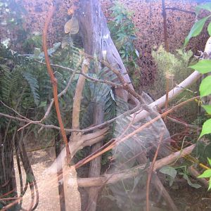 Nordsjællands Fuglepark - Casquehead iguana exhibit