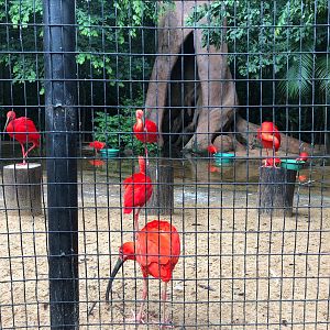 Scarlet-ibis group at the mangrove exhibit - Parque das aves