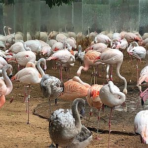 Flamingos - Parque das aves