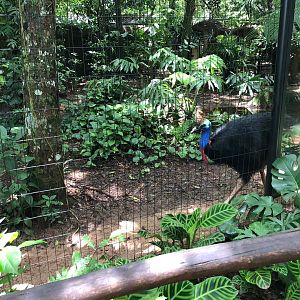 Cassowary exhibit - Parque das aves