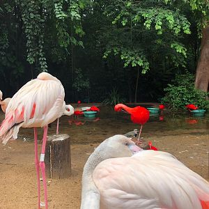 Flamingo/scarlet-ibis mixed exhibit - Parque das aves