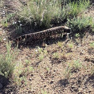 Reticulated gila monster (Heloderma suspectum suspectum)