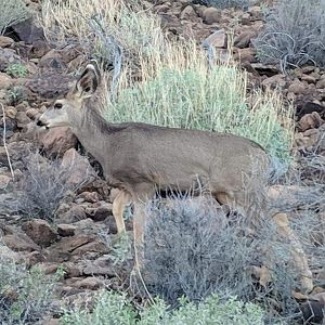 Desert mule deer (Odocoileus hemionus eremicus)