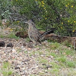 Greater roadrunner (Geococcyx californianus)