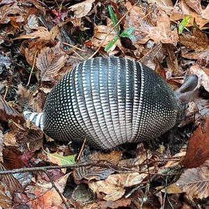 Nine banded armadillo (Dasypus noveminctus)