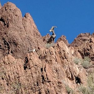 Desert bighorn sheep (Ovis canadensis nelsoni)