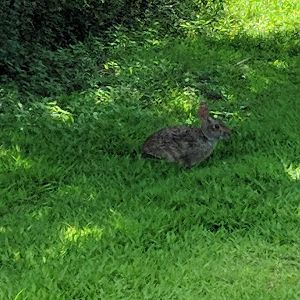 Swamp rabbit (Sylvilagus aquaticus)