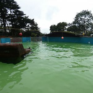 Californian Sea Lion pool